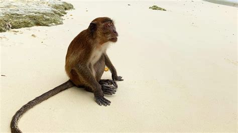 Monkey Beach Phi Phi Island (Everything You Need To Know)