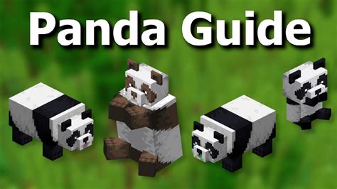 Everything There Is To Know About Pandas In Minecraft Mob Guide YouTube