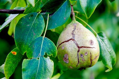 Pohon Pir Sakit Di Kebun Buah Pir Hijau Busuk Konsep Makro Closeup Foto