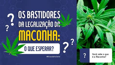 Os Bastidores Da Legalização Da Maconha Argumentos E Perspectivas