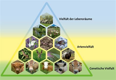 Biodiversität erklärt