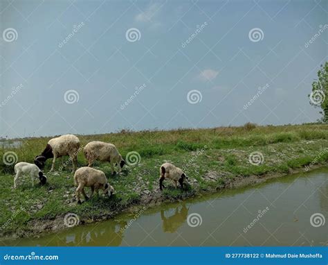 SOME GOATS are EATING GRASS Stock Photo - Image of eating, grass: 277738122