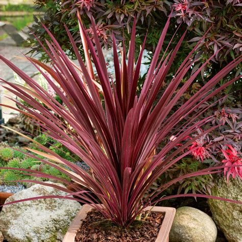 The Ultimate Guide On How To Revive An Ailing Or Dying Cordyline Shrub