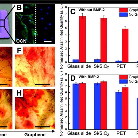 Enhancement Of Osteogenic Differentiation On Graphene Substrates