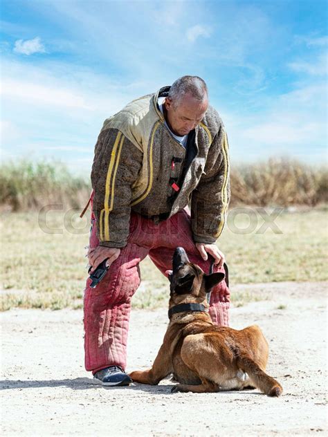 training of belgian shepherd | Stock image | Colourbox