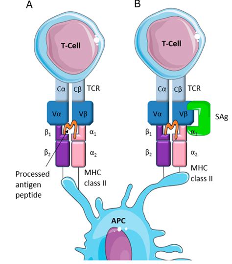 T Cell Activation Process