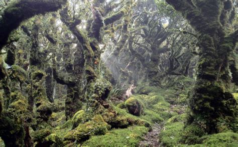 Lord of the Rings–style forest discovered off the coast of the U.K ...