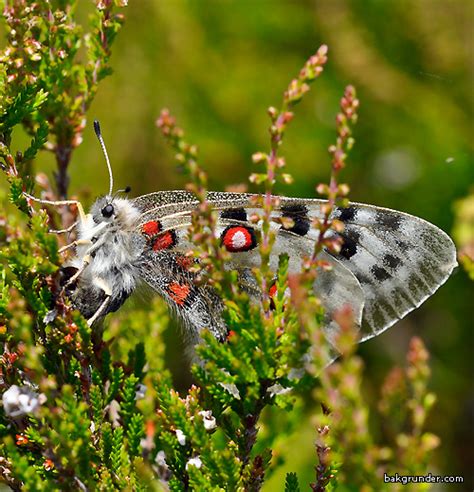 Fj Rils Resa Rolfs Naturfotoblogg Sida