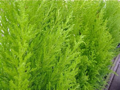 Buy 2 Pack 2 Litre Pot Dwarf Conifer Cupressus Macrocarpa Wilma