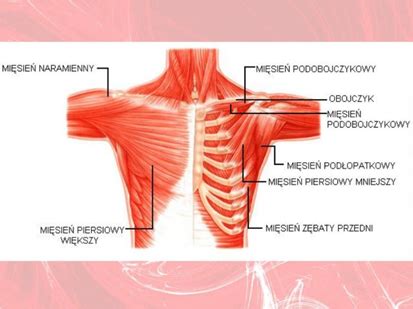 Mięśnie powierzchowne i głębokie klatki piersiowej Flashcards Quizlet