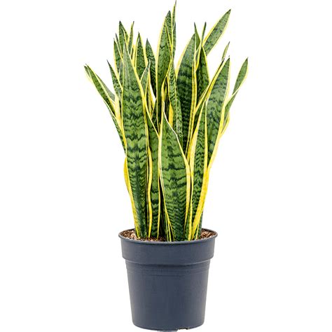 Rent The Sansevieria Laurentii L Leafy Life NL A Great Air Purifier