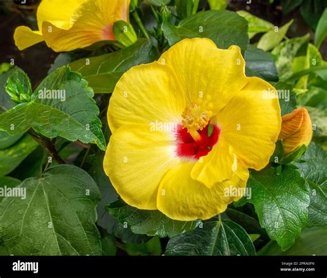 Yellow Hibiscus Flower Stock Photo Alamy