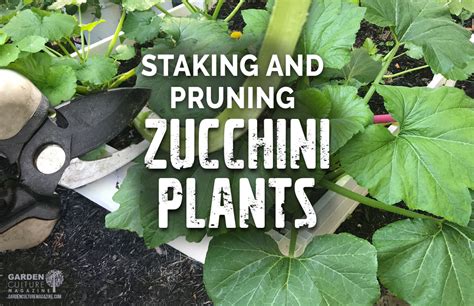 How To Prune And Stake Zucchini Plants Nature S Gateway