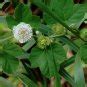 Wild Maracuja White Passion Flower Passiflora Foetida Seeds