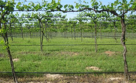 HC Trellis Design 6ft Spacing | Virtual Viticulture Academy