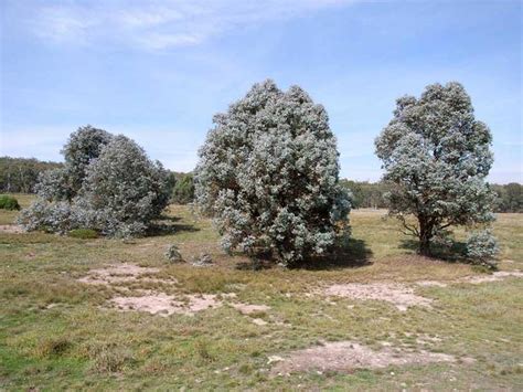 Eucalyptus Cinerea Silver Dollar Gum Leafland Limited Best Price