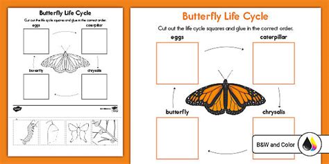 butterfly life cycle  worksheet skoolgo worksheets library
