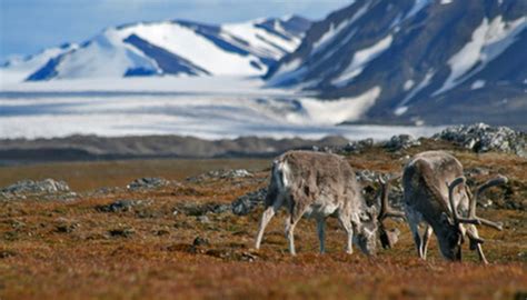 Animals In The Frigid Zone Sciencing