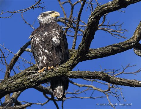 Subadult Bald Eagle Subadult Bald Eagle Clove Deborah Kral Flickr