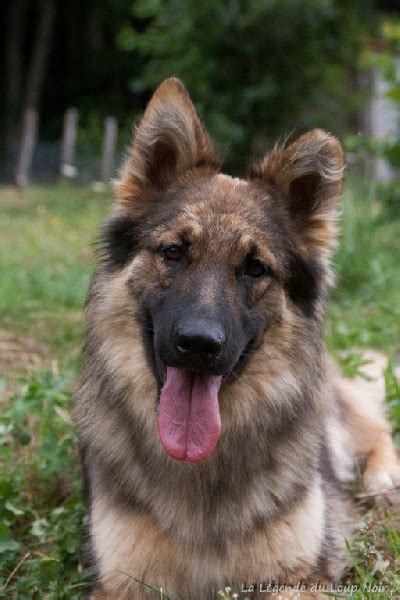 Chien Berger Allemand Poil Long Autumn De La L Gende Du Loup Noir