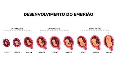 Calendário Da Gestação Um Guia Da Saúde Livre Para Ajudar As Mamães