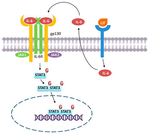 Ijms Free Full Text Tumor Associated Macrophage Subsets Shaping