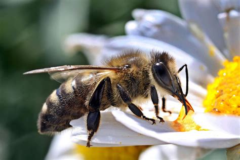 5 Wirbellose Tiere Biologie Unterricht Im Digitalen Zeitalter