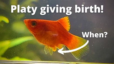 How Long Are Platy Fish Pregnant For A Comprehensive Guide