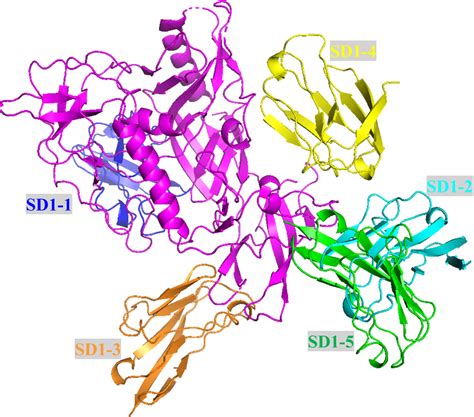 Structure of the gp120/SD1 complex. One gp120 protein and five SD1 ...