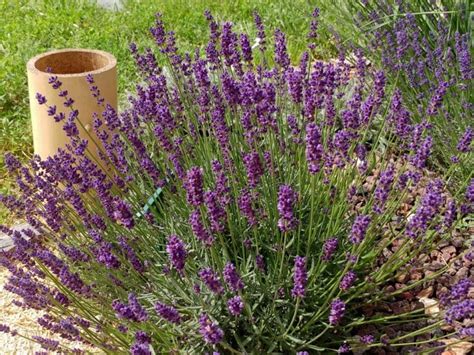 Lavandula Angustifolia Peter Pan Lavande Nain P Pini Res Quissac