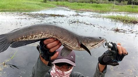 Panen Mancing Gabus Pas Di Sarangnya Asli Kewalahan Youtube