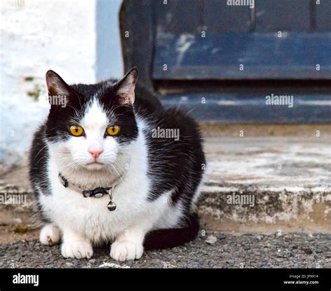 Orange and white cat hi-res stock photography and images - Alamy