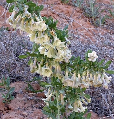 Southwest Colorado Wildflowers Lycium Pallidum