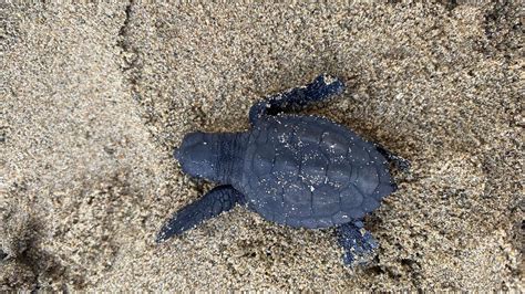 Sul Lungomare Di Latina Sono Nate Altre Cinque Piccole Tartarughe Si