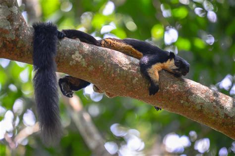 Black giant squirrel (Ratufa bicolor)