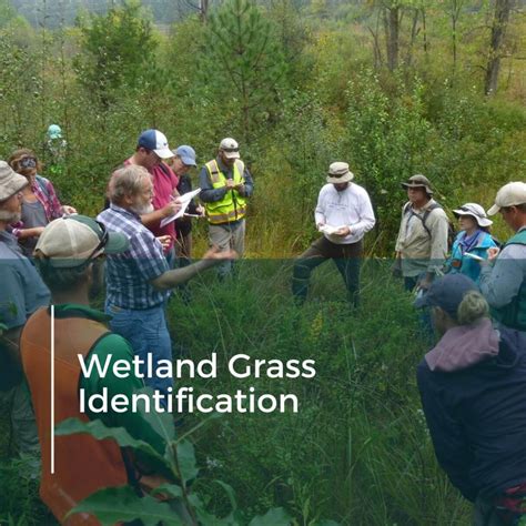 Wetland Grass Identification Michigan Wetlands Association