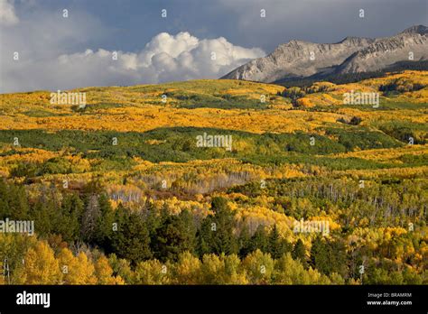 Fall colors, Gunnison National Forest, Colorado, United States of ...