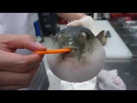 Pufferfish Eating Carrot Meme Youtube