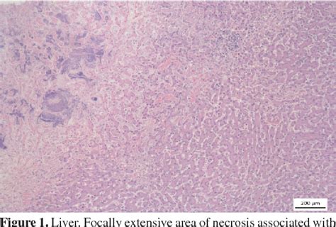 Pdf Systemic Infection By Pseudomonas Aeruginosa In A Dog Semantic