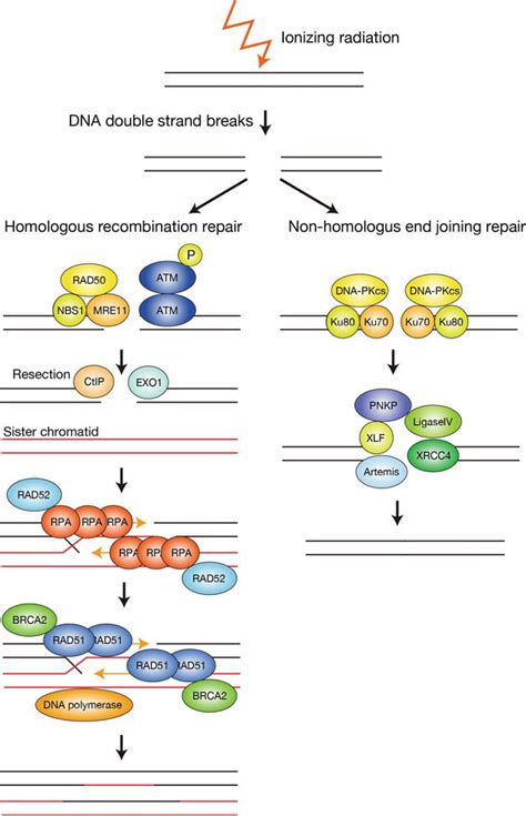 Maintenance Of Genome Stability By Ubiquitination Of Dna Repair