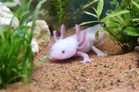 Axolotl Care Sheet Lifespan More With Pictures Pet Keen 47 Off