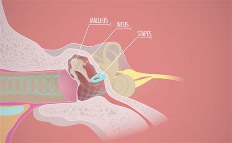 Chapter Part Special Senses Lecture Chapter Part Special