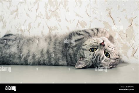 British Chinchilla Cat Stock Photo Alamy