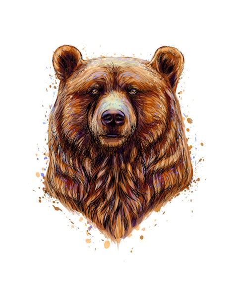 Retrato De Una Cabeza De Oso Pardo De Un Toque De Acuarela Boceto