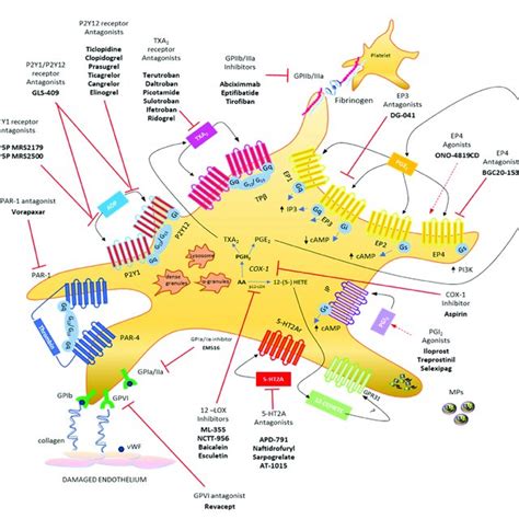 Platelet biology: main eicosanoids produced, receptors, and ...