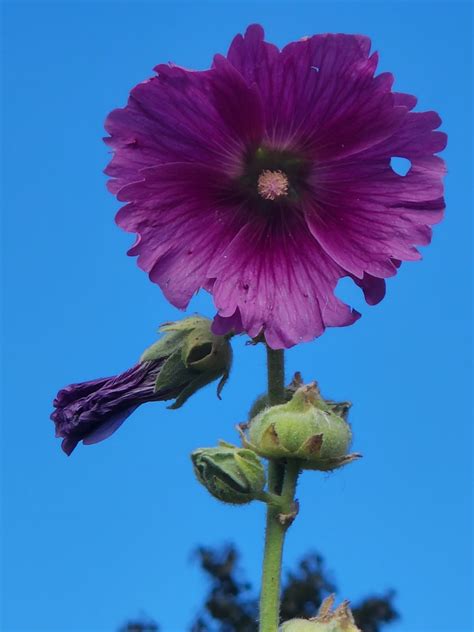 Help Your Pollinators: Leafcutter Bees | Van der Brohe Arboretum