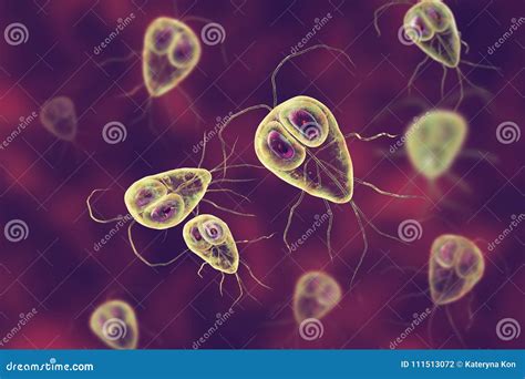 Giardia Lamblia Protozoan That Causes Giardiasis Disease D Rendering