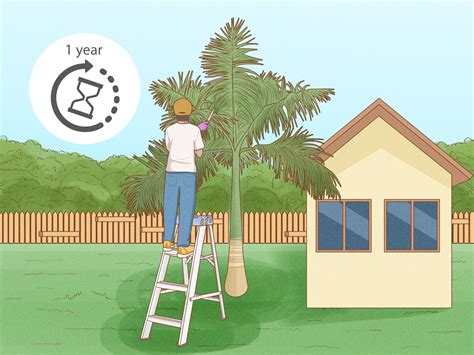 How to Trim a Palm Tree: 13 Steps (with Pictures) - wikiHow