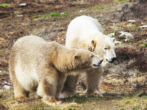 Uks First Polar Bear Cub In 25 Years Born In Scotland