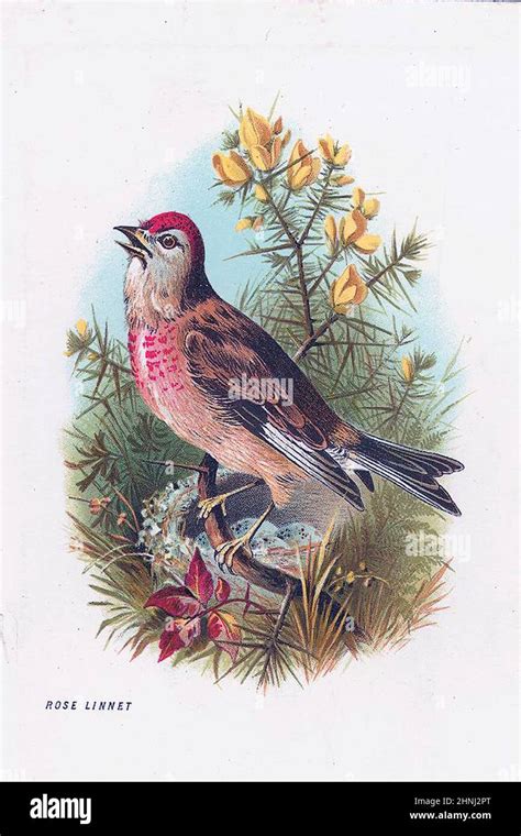 Vintage Victorian bird illustrations Stock Photo - Alamy